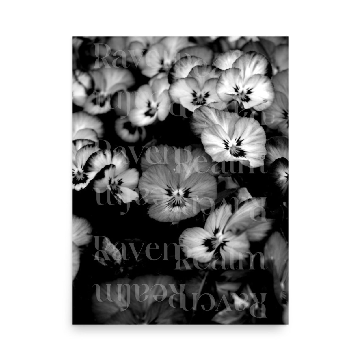 Pansies Floral Print: Black And White Flowers, Wall Art